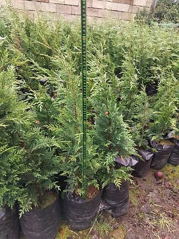 bitki toxumlari: Leylandra şitilləri – həmişəyaşıl, sürətlə böyüyən dekorativ — 5