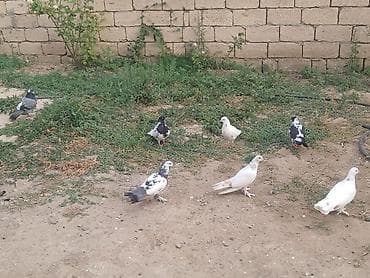 quşlar: Təcili satiram 7əd quşdu 1 yumurta üsdə yatr real alicilar yiqsin — 2