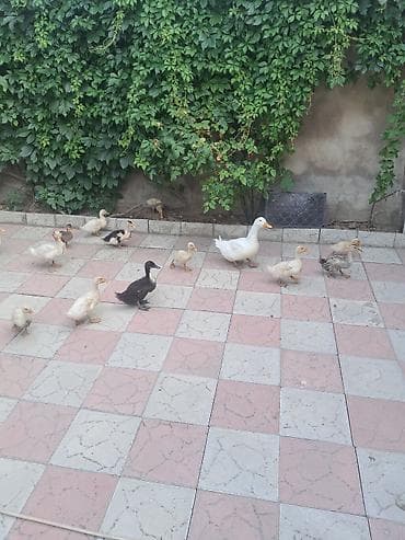 Ördəklər satlır kom alana endirim olacaq — 3