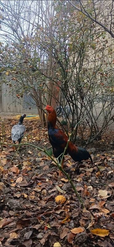 Atlar: Heyratı beçə satılır 7 aylıqdı təzə təzə aylır döyüşü vidyosu yoxdu — 2