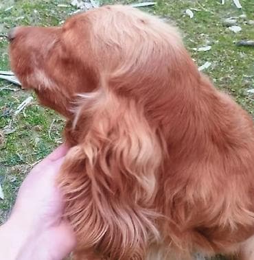 it cinsləri: Koker spaniyel, Dişi, Ödənişli çatdırılma — 2