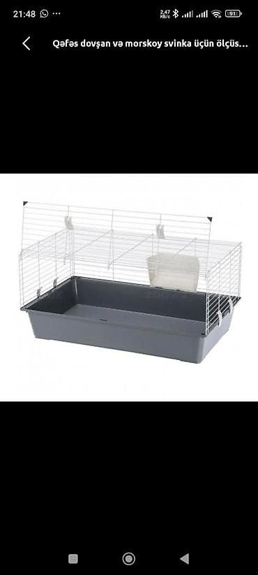 Zəng eləməyin, votsapa yazın! Təcili! Dovşan və dəniz donuzu üçün