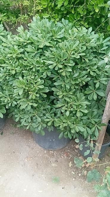 Pittosporum tobira (yapon pittosporumu) – iri qablarda, sıx yarpaq