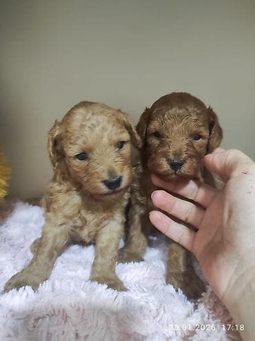 Gəmiricilər: Pudel — 10