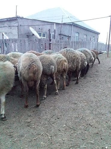 Kəsimlik kök quzular 60 baş Satlıq əlaqə üçün 070 633 66 94 nömürəsi — 3