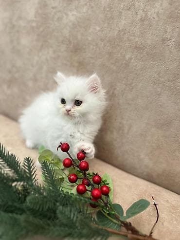 Gəmiricilər: Şotland — 8