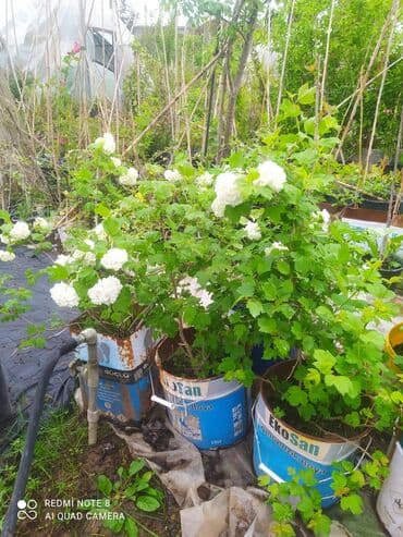 саженцы малины тарус: Qazon landşaft #qazon #torf #torf250litrlik Ekolayf #ekolayf balaken — 3