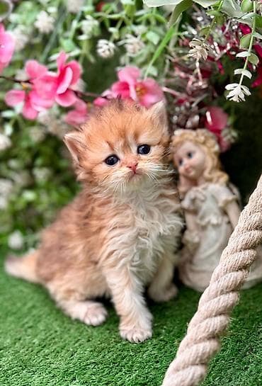 Qızıl şinşilla — 2