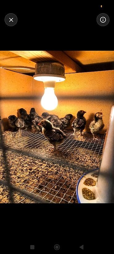 cuce satiwi: Toyuq cücələri, Damazlıq, Ünvandan götürmə — 2