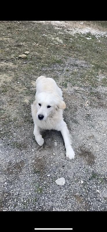 Başqa xidmətlər: Retriver temiz Ev itidir dil kamanda bilir oynamagi sevir remensiz — 4