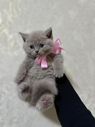 İtlər: Britan — 1