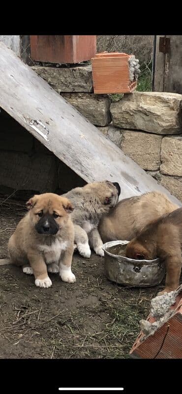 qurd dərmanı: Qurdbasar, 1 ay, Dişi — 3