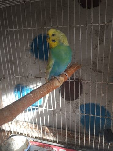 pulsuz heyvanlar verilir: Vaxtim olmadığı ucun satiram aktiv quslardir altında 3 balasi var — 5