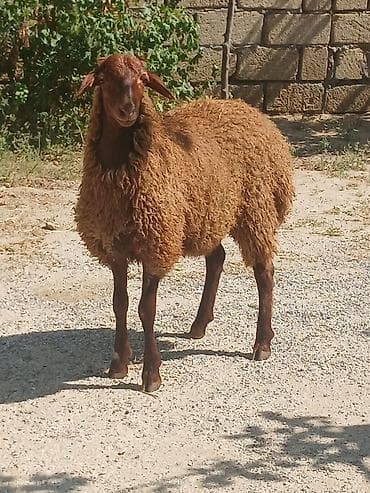 setteri it cinsi: 16 17 kilo eti var erkey — 1