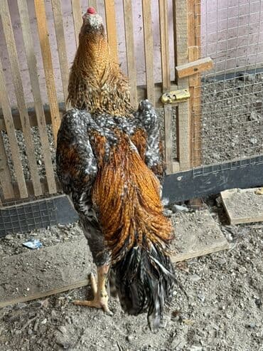 Təmiz qan pleymut beçə bana təzə düsüb 8 aylıqdır lalafo.az -da Təmiz qan pleymut beçə bana təzə düsüb 8 aylıqdır