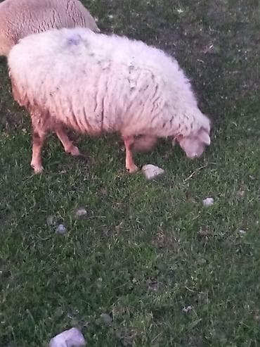 Dişi, il: 4, 100 kq, Damazlıq, Ünvandan götürmə, Ödənişli çatdırılma