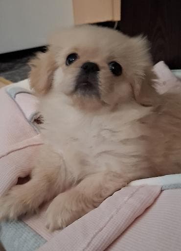 disi it adlari: Pekines 2aylıq erkek — 1