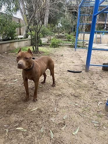 afcarka itləri: Pitbul, Erkek, Ünvandan götürmə — 1