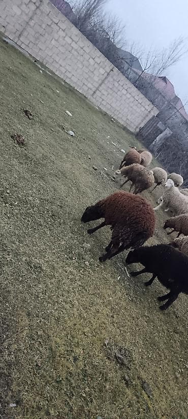 tap. az itler: Satilir — 3