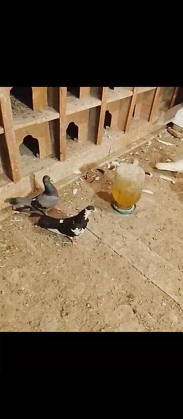 spic: Təmiz sağlam heyvanlardi əsl damazlıq vatçap aktivdir — 2