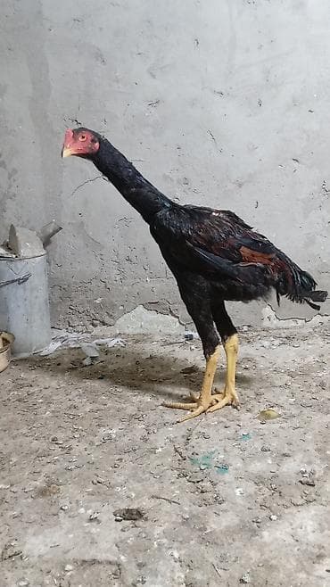 qarğa balası satılır: Toyuq cücələri, Damazlıq — 4