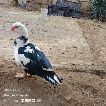 Mal-qara: Satilir təmiz heyvanlardi — 3