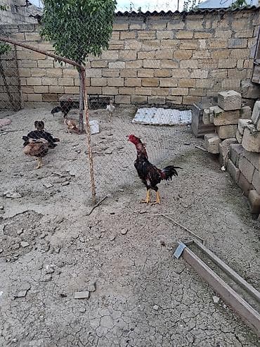 Salam beçe satilir 9 ayina kecib probu var isteyen elaqe saxlasin