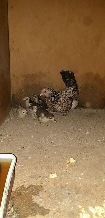 Temiz cins yaponka (Bantam) balaları satılır. - Sayı: 5 ədəd - Cins — 5