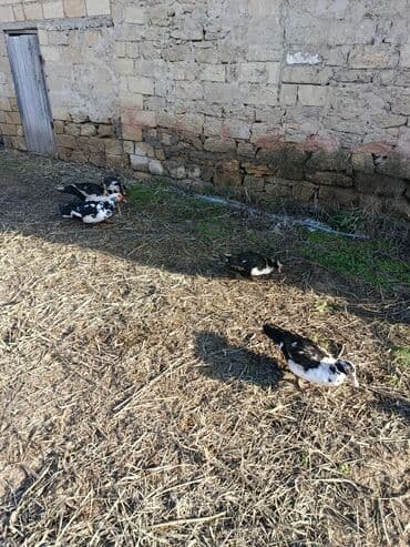 Akvariumlar: Erkek Lal ördək ünvan kürdəxani öz həyətimin heyvanidi — 4