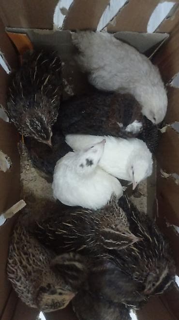 Məhsul: Bıldırcınlar (canlı) Təsvir: - Şəkillərdə müxtəlif rəngli lalafo.az -da Məhsul: Bıldırcınlar (canlı) Təsvir: - Şəkillərdə müxtəlif rəngli