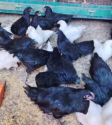 eşey satışı: Toyuq, Damazlıq — 2