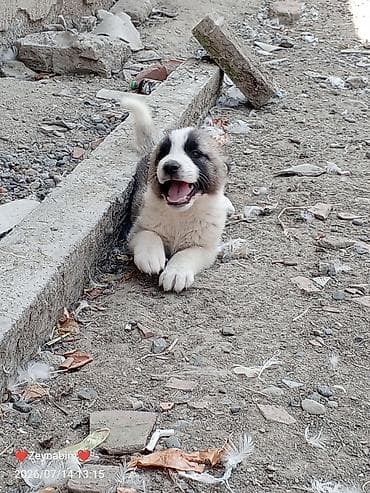 bala pişik ucuz: Peyvəndli — 4