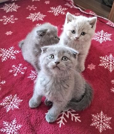 sort pişik: Şotland — 2