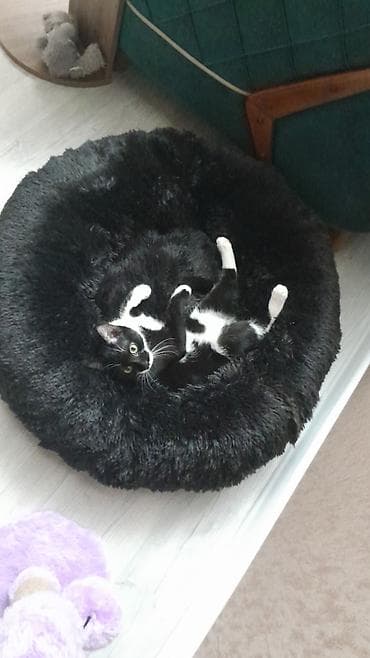 Heyvanlar üçün mallar: 🐾 Ищем любящий дом для замечательной кошечки! Умная, ласковая и очень — 2