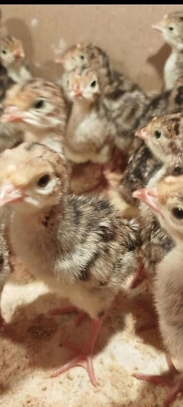 kənd cuceleri: Hinduşka cücələri – yerli damazlıq 60 qepik sifarisleri qebul edirik — 1