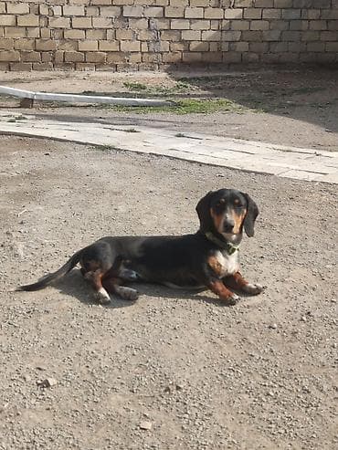 pitbul itlər: Sahibliyə verilən balaca itlər – qısayaqlı, uzun bədənli, qara-qəhvəyi — 5