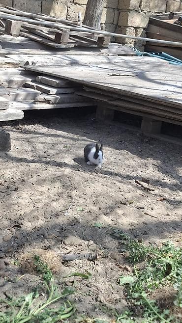 Ev dovşanı balaları – boz-ağ rəng çeşidində - Növ: Ev dovşanı