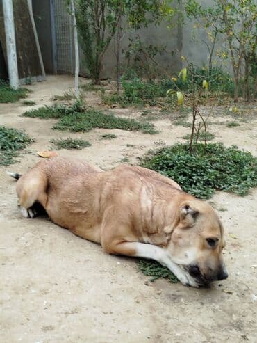 it satişi: Qurdbasar, 3 il — 4