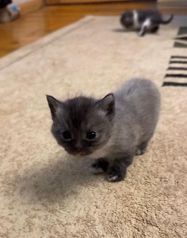 quba heyvanlar: Britan — 8