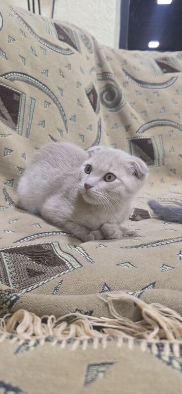 pişiklər ucuz: Şotland — 2