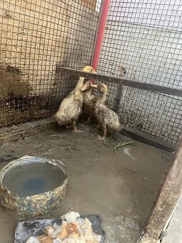 lal ordək balası satılır: Məhsul: Cücələrdən böyüməkdə olan ördəklər Təsvir: - Şəkillərdə — 2