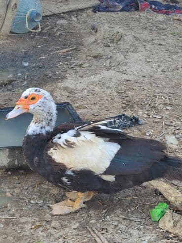 çöl ördeyi: Mullard (misk ördəyi) – 2 baş - Cins: Misk (barbarı/muskovy) - Rəng — 3