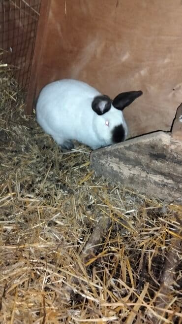 detoxic qurd dermani: Ağ rəngli, qulaqları, burnu və pəncələri tünd ləkəli dekorativ dovşan — 3