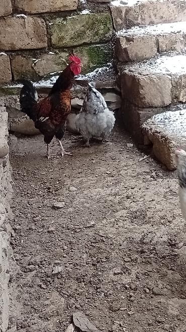 qus yuvasi: Putun növ heyvanların satışı var size ne cür heyvan lazimdasa bize — 7