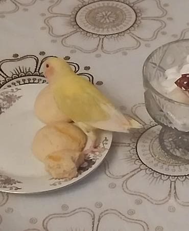 Akvariumlar: Məhsul: Sevgi tutuquşuları (Agapornis) – 2 ədəd yaşıl ruçnoydu — 4