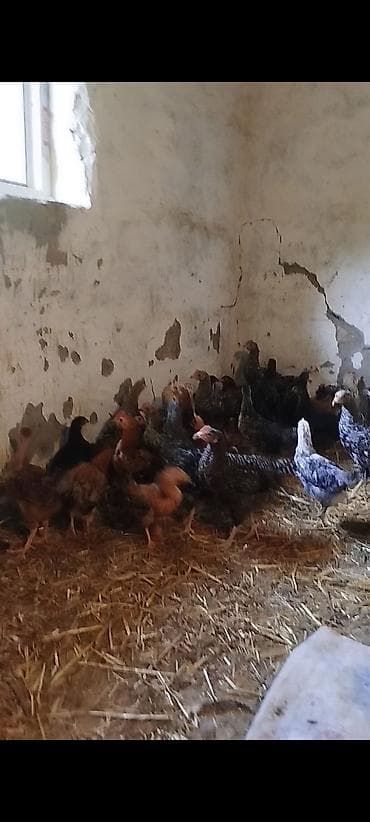 toyuq cuce: 2 aylığın keçmiş təmiz kənd çolpaları satılır, tam sağlam, aktiv — 6
