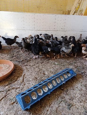 quş yarım tip: 35 günlük cücələrdir. Təbii buğda,qarğıdalı, soya ilə yemlənmişdir. 2 — 3