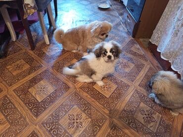 it üçün evlər: Pekines — 3