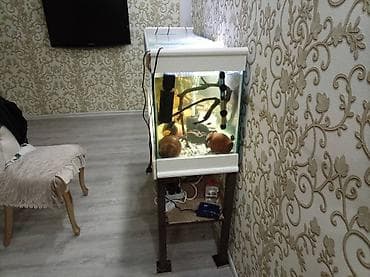 gence dovsan: Dördbucaq akvarium, Boş, 260 l — 3