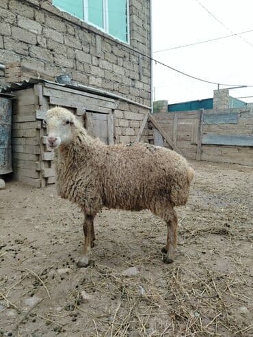 Akvariumlar: Razilasmaq olar — 3